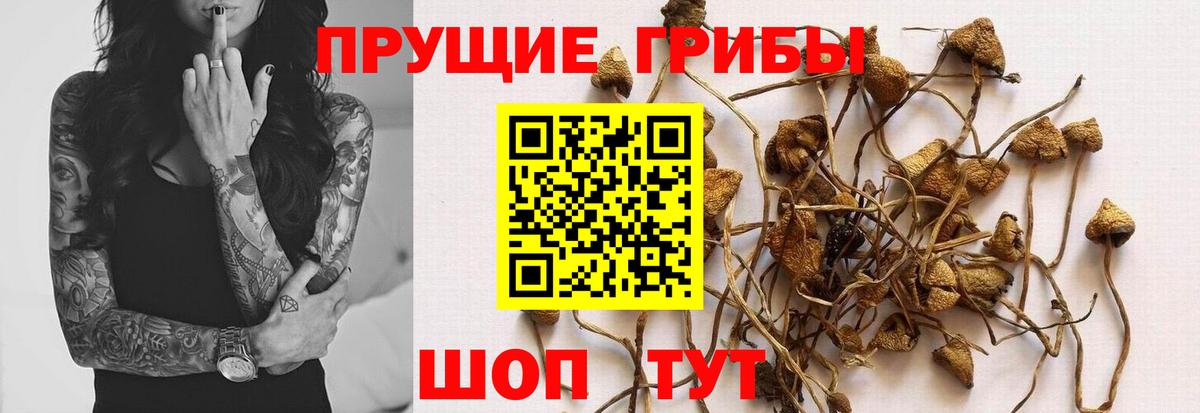 Псилоцибиновые грибы Psilocybine cubensis Воркута
